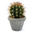 Decorative Plant Plastic Cactus BigBuy Home