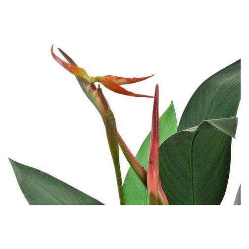 Decorative Plant Dekodonia PVC (95 x 150 cm) Dekodonia