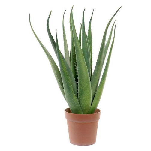 Decorative Plant Dekodonia polypropylene EVA (60 x 60 x 70 cm) Dekodonia