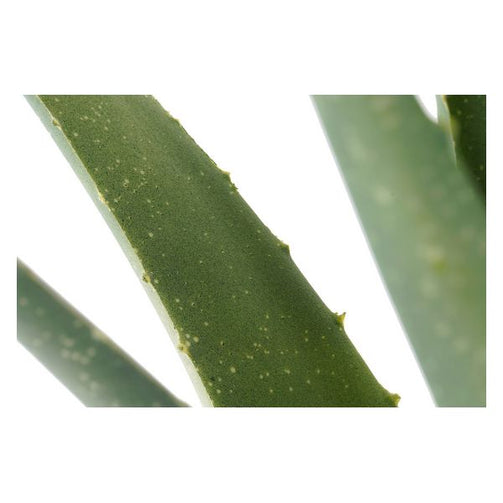 Decorative Plant Dekodonia polypropylene EVA (60 x 60 x 70 cm) Dekodonia