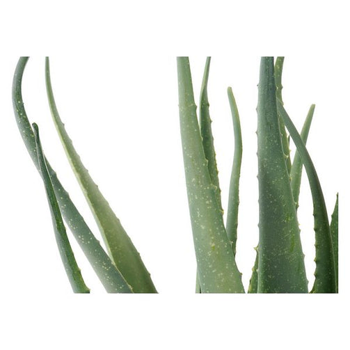 Decorative Plant Dekodonia polypropylene EVA (60 x 60 x 70 cm) Dekodonia