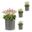 Decorative Plant Plastic (20 x 30 x 20 cm) Ibergarden