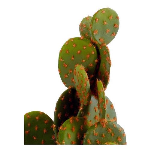 Cactus Cactus 50 (12 x 47 x 12 cm) Ibergarden