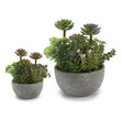 Decorative Plant (16 x 23 x 19 cm) Ibergarden