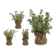 Decorative Plant White (12 x 31 x 12 cm) Ibergarden